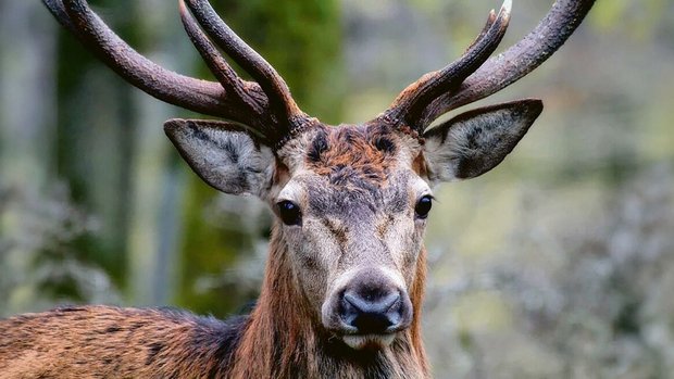 Das Rotwild ist in d Das Rotwild ist in der Schweiz zahlreich geworden – und das hinterlässt Spuren im Wald.