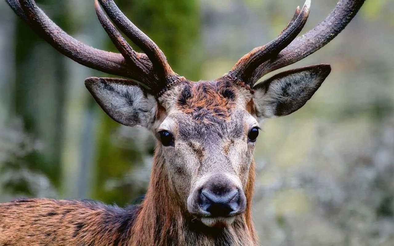 Das Rotwild ist in der Schweiz zahlreich geworden – und das hinterlässt Spuren im Wald.