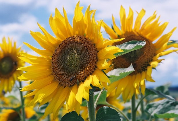 Vier neue Sonnenblumen- und Sojasorten für die Ernte 2021