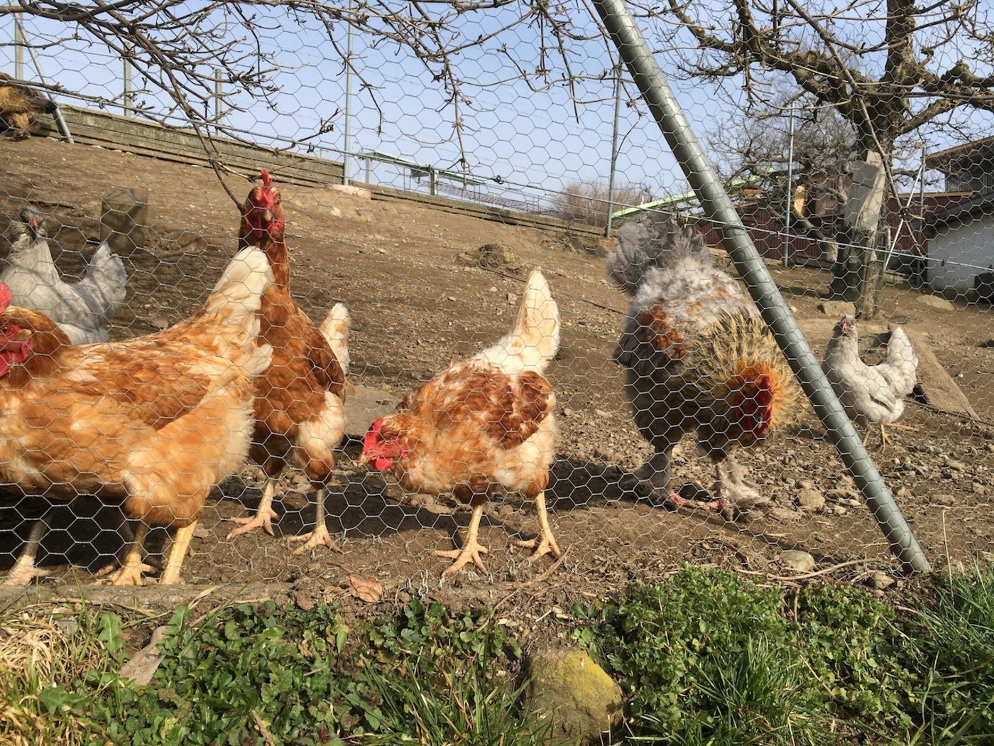 Die Hühner gehören in erster Linie den drei Kindern Ylena (9), Leonie (7) und Elia (5).  (Bild jsc)