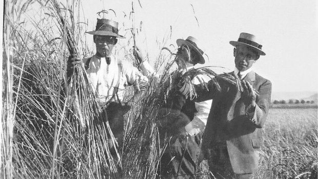 Saatzüchter im Oberemmental besichtigen vor rund hundert Jahren einen Dinkelacker: Links im Bild ein Landwirt, rechts ein Forscher, eine Zusammenarbeit, die sich nach anfänglichen Schwierigkeiten gut einspielte. 