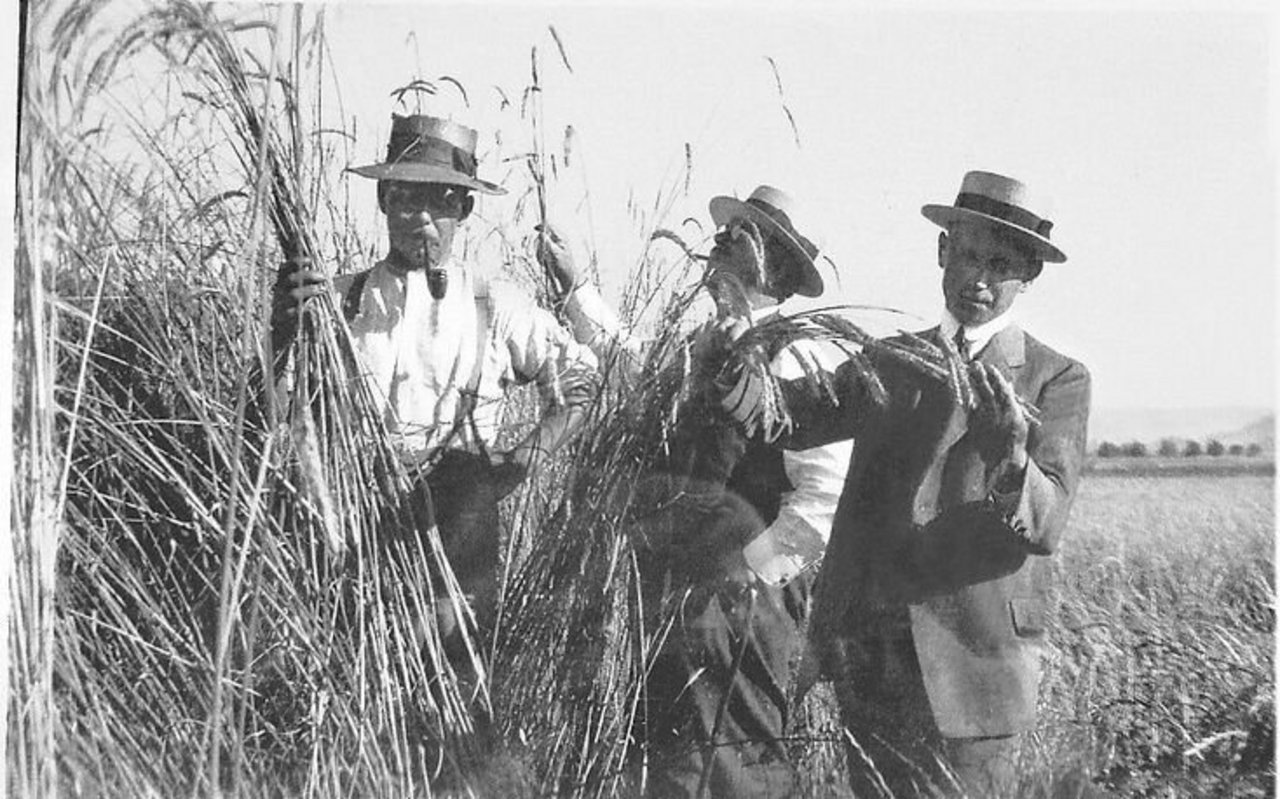 Saatzüchter im Oberemmental besichtigen vor rund hundert Jahren einen Dinkelacker: Links im Bild ein Landwirt, rechts ein Forscher, eine Zusammenarbeit, die sich nach anfänglichen Schwierigkeiten gut einspielte. 