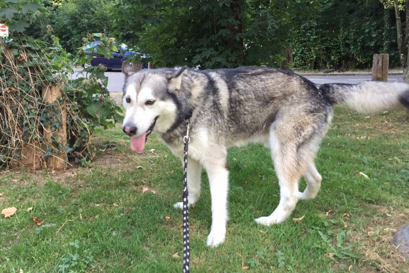 Der Vierbeiner überlebte zum Glück. (BIld Kapo Basel-Stadt)