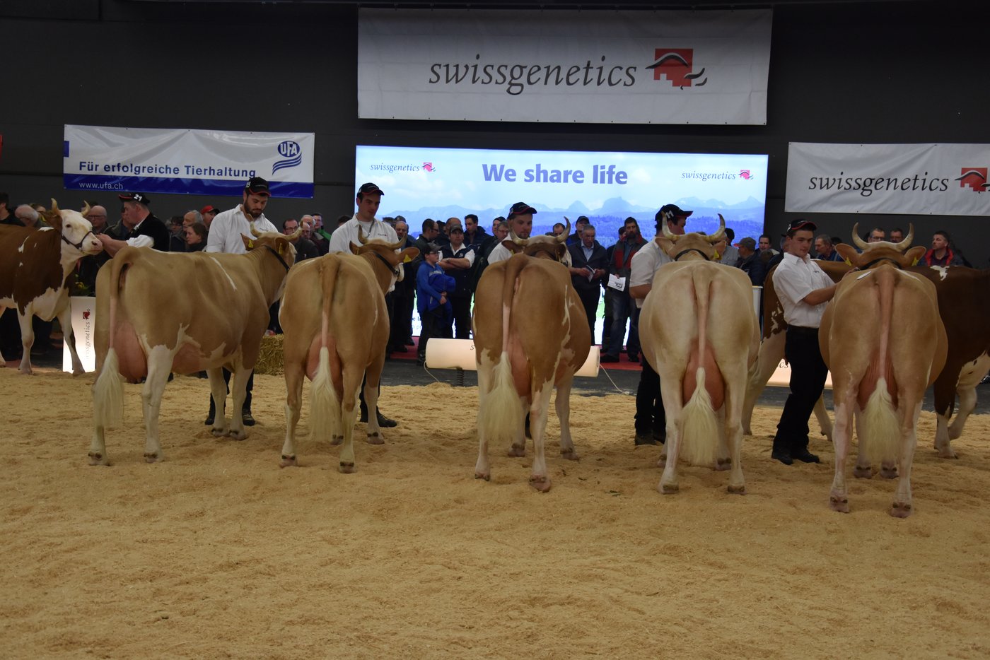 Schöne Nachzuchtgruppe des Simmentalerstieres Sandro.