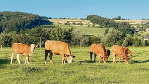 Angepasste Weidezeiten und gute Grasqualität fördern den Verzehr von Weidegras an warmen Tagen.