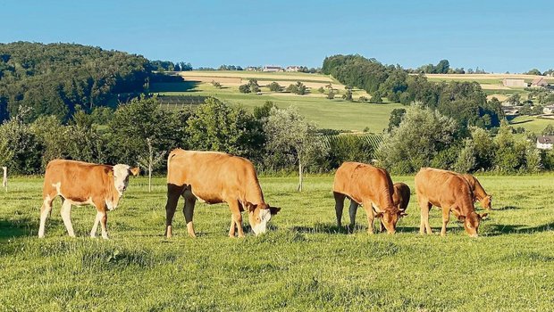 Angepasste Weidezeiten und gute Grasqualität fördern den Verzehr von Weidegras an warmen Tagen.