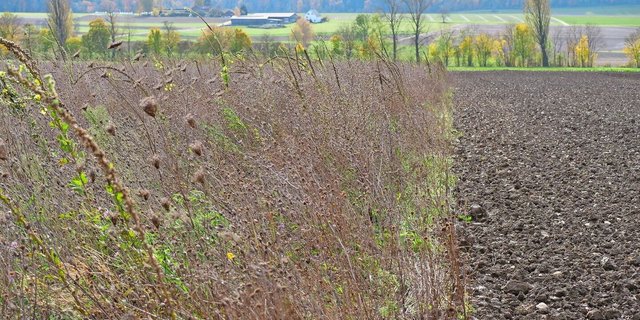 Deutlich sichtbar: Die zweijährige Buntbrache bietet zahlreiche Lebensräume, der nackte Acker kaum. Damit sie nicht zum Problem wird, muss die Buntbrache gepflegt werden.