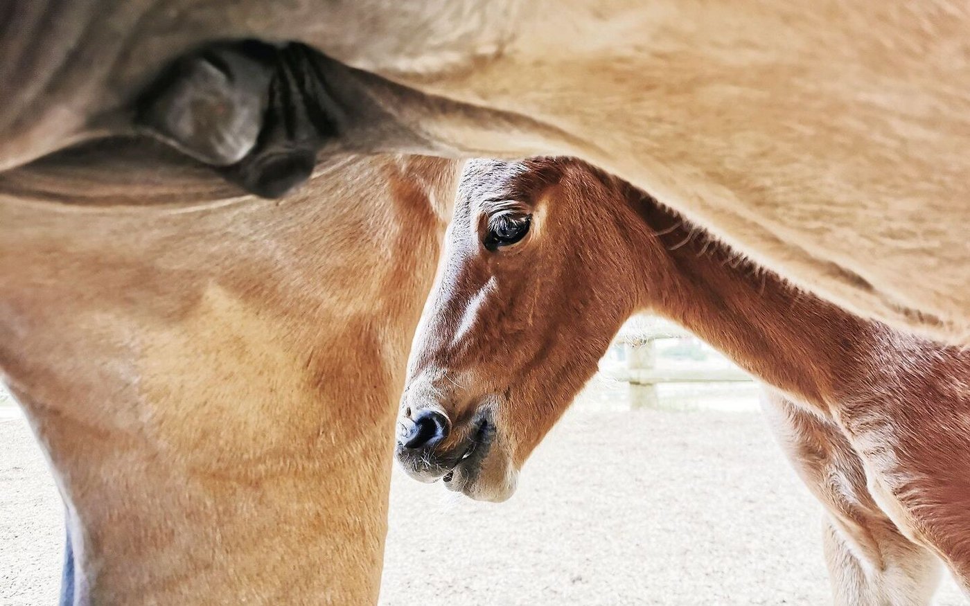 Die Geburten von Freibergern sind rückläufig. Der «neuste Streich» des Bundes könnte diesem Trend noch einheizen.  