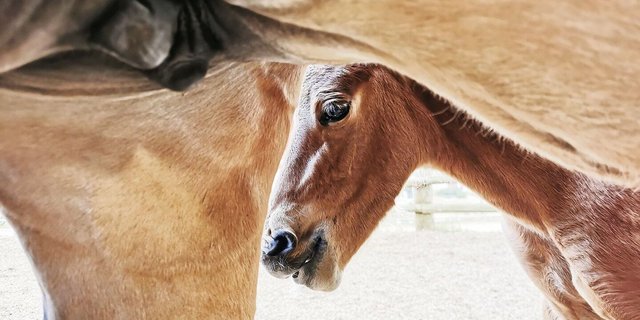 Die Geburten von Freibergern sind rückläufig. Der «neuste Streich» des Bundes könnte diesem Trend noch einheizen.  