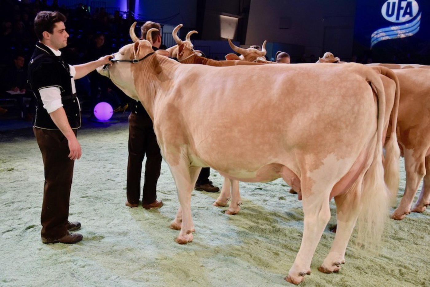 Sie wurde auch Miss Simmental an der Swiss Expo 2019: Ryters Flavio Amylou von Hanspeter und Peter Ryter aus Kandergrund BE. (Bild Peter Fankhauser)