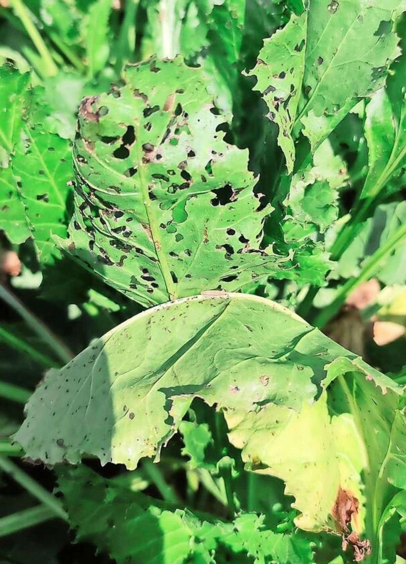 Die Bestände sind schweizweit vom Rübenrüssler betroffen.