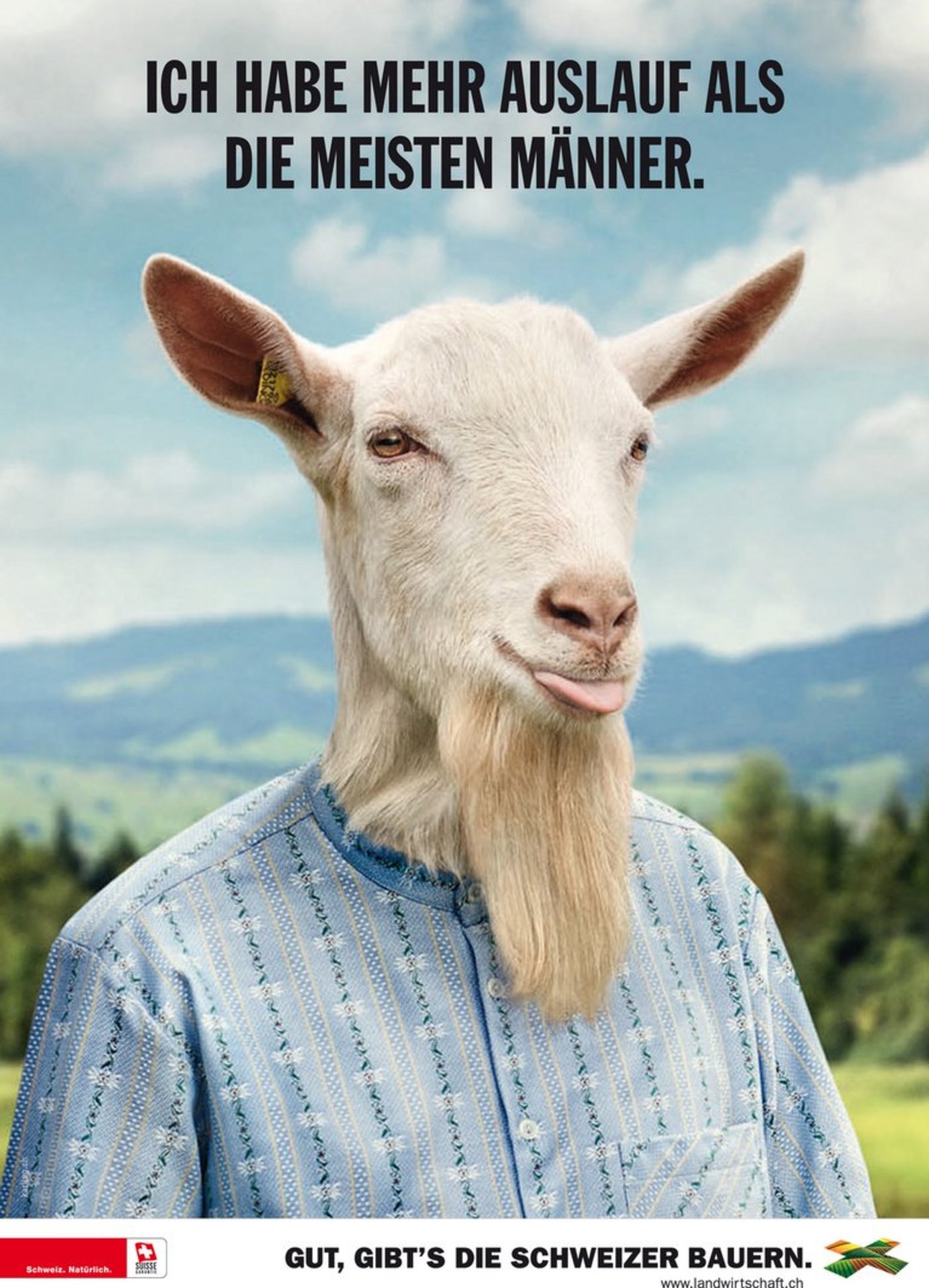 Geissbock Konrad ist glücklich: «Ich habe mehr Auslauf als die meisten Männer». (Bild SBV)