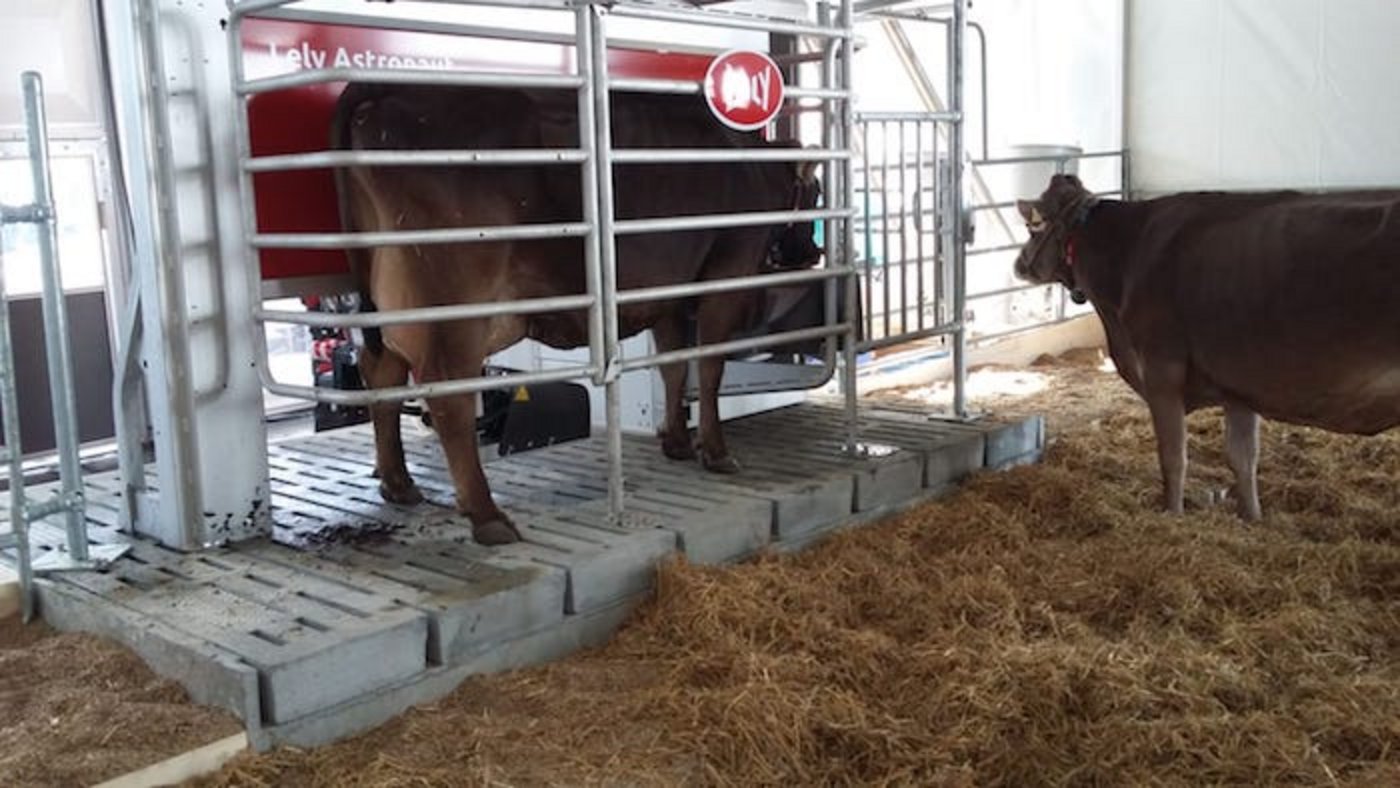 Er misst die Wiederkauenaktivität, Brunstaktivität, Milchtemperatur, Fett/ Eiweiss/ Laktose, Zellzahlen, Milchmenge.
