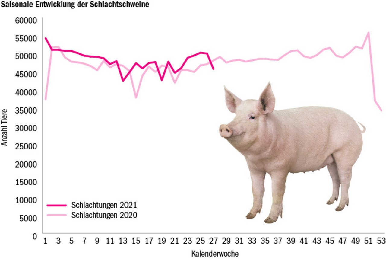 Im laufenden Jahr wurden bisher 1'349'388 Schweine geschlachtet und die Schweinefleischproduktion nahm um 3,8 % zu. (Quelle Proviande/Grafik dr)