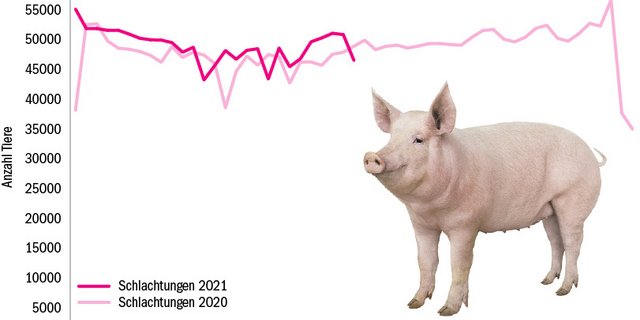 Im laufenden Jahr wurden bisher 1'349'388 Schweine geschlachtet und die Schweinefleischproduktion nahm um 3,8 % zu. (Quelle Proviande/Grafik dr)