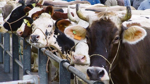 Schlachtkühe und -rinder werden nach wie vor zu häufig trächtig verkauft. Nun will Proviande den Anteil mit einer weiteren Massnahme noch stärker reduzieren. (Bild Archiv)