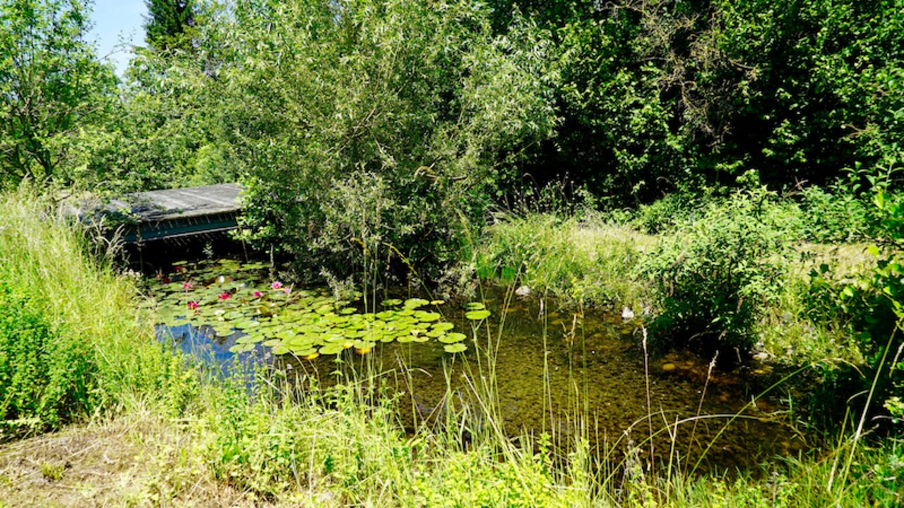 Ein Weiher zieht viele Insekten und Reptilien an, die von anderen Arten gefressen werden. Selbst wenn einzelne Tiere gefördert werden, können viele andere davon profitieren. (Bild lid/cr)