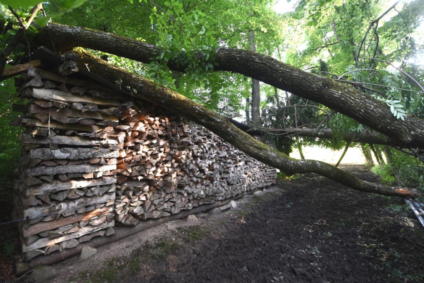 Mehrere hundert Meter weiter – in der Verlängerung dieser Schneise -  wurden in einem Waldstück weitere Bäume auf eng begrenztem Raum gefällt.