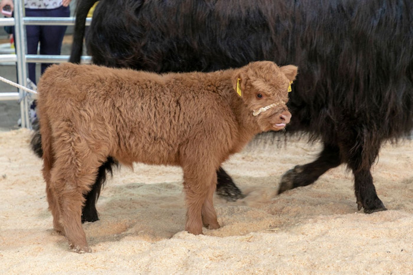 Auch die ganz kleinen sind an der Show zu sehen. (Bild zVg)
