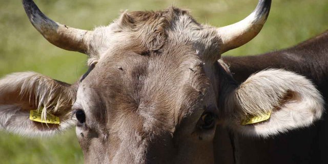 Der LBV ist gegen eine Hornkuh-Förderung in der Verfassung. (Bild lid/ji)
