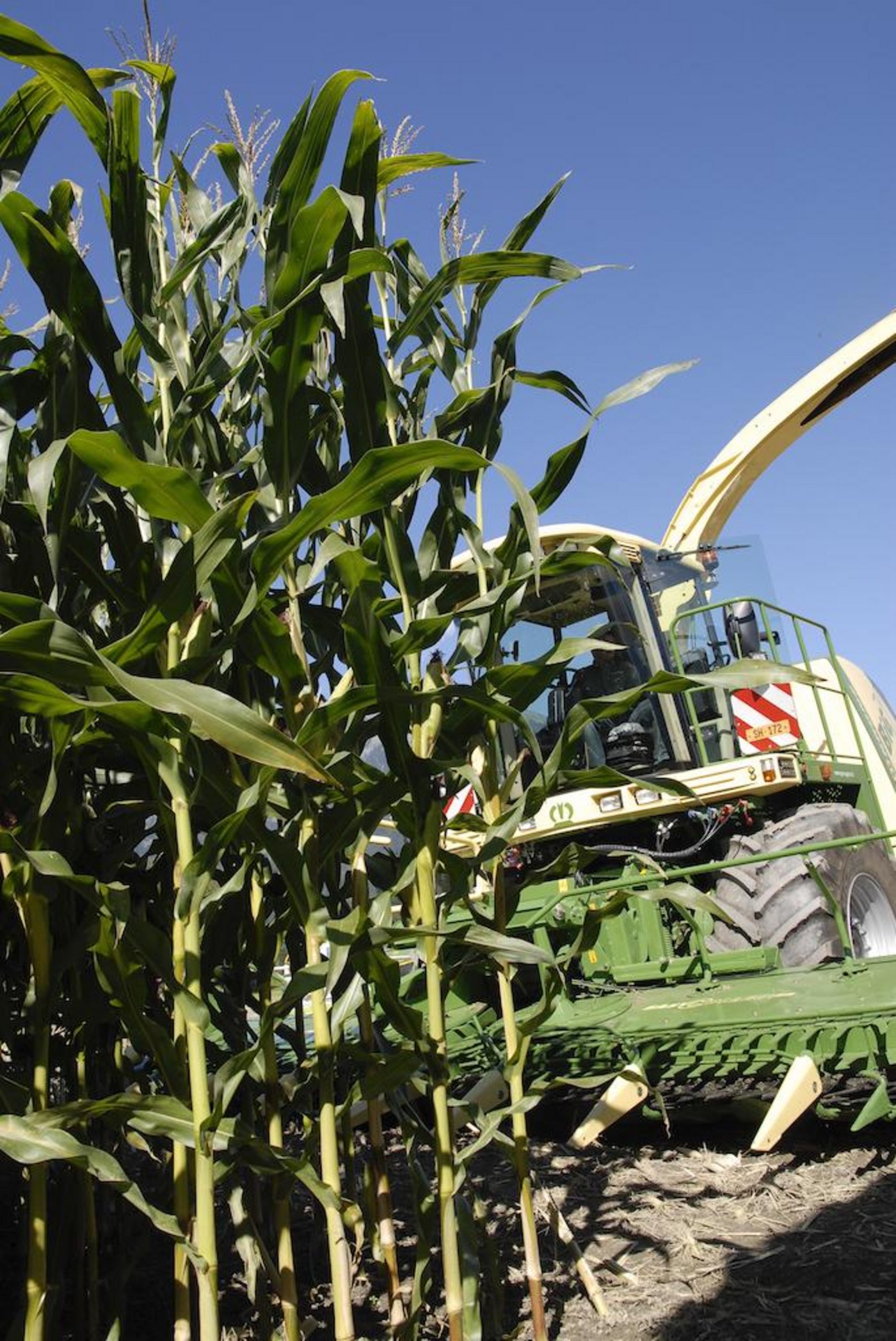 Neue Maissorten bleiben häufig noch bis zur Ernte grün, während der Kolben bereits abgereift ist. (Symbolbild BauZ)