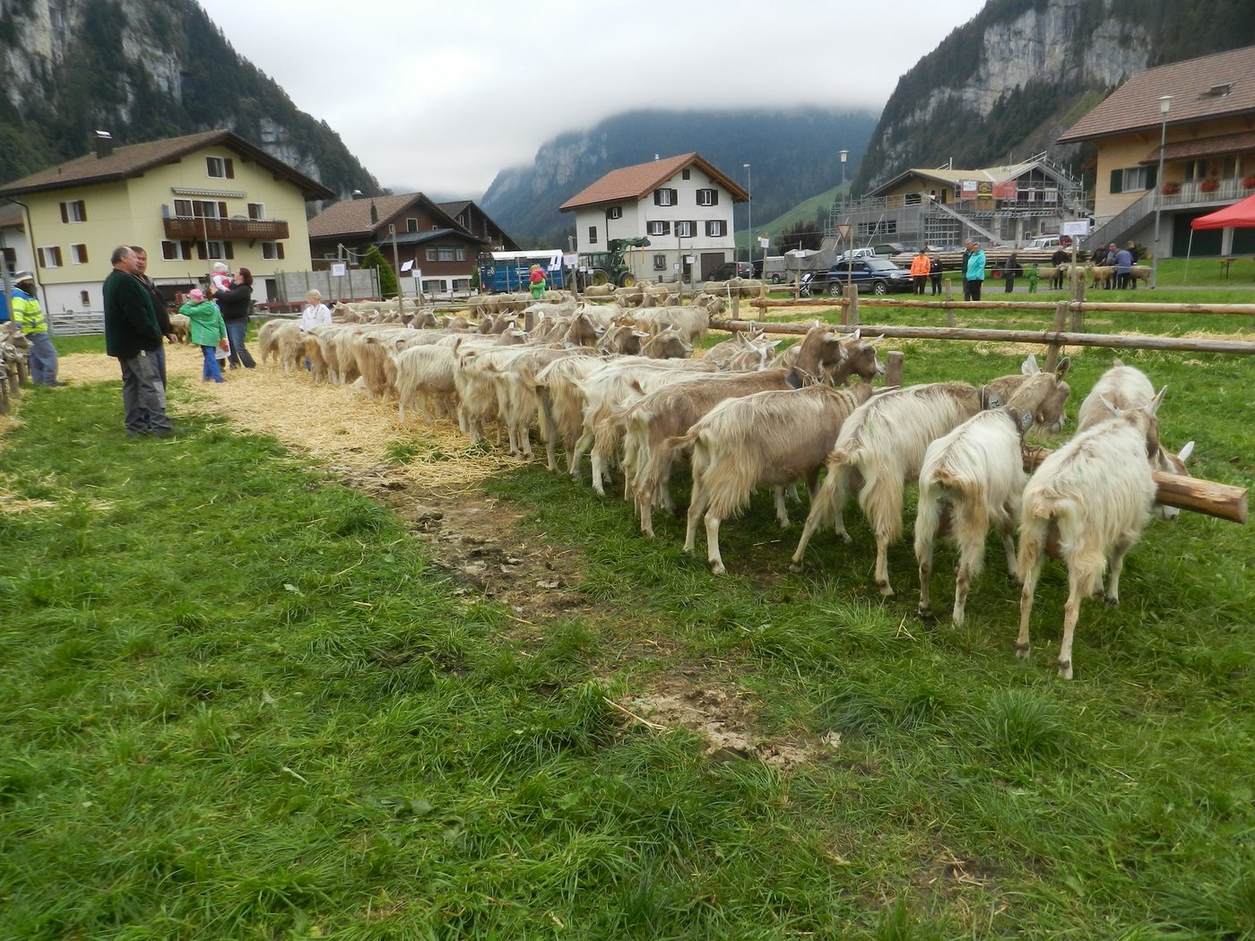 In der Abteilung Drittmelkziegen wurden stattliche 32 Tiere aufgeführt.