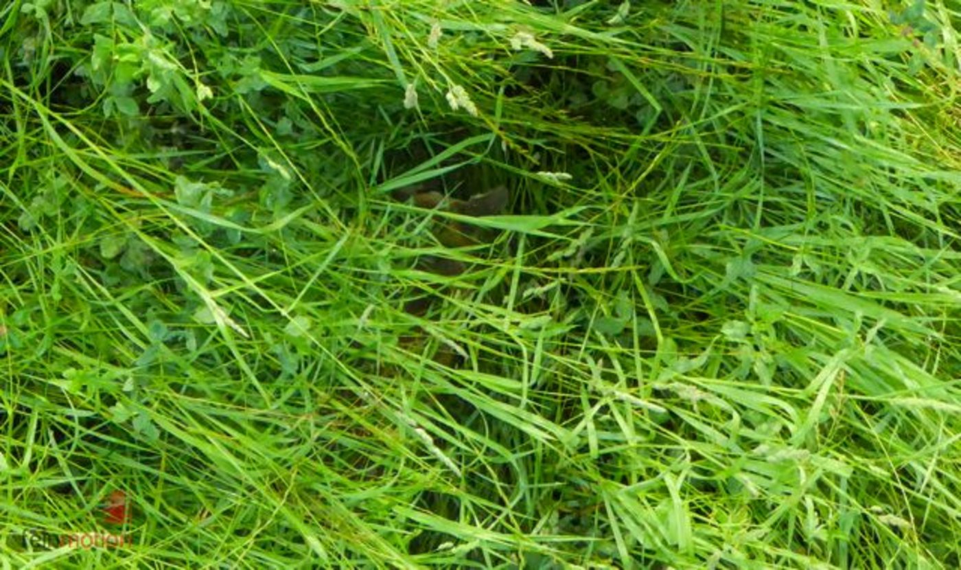 Gut versteckt: Eines der Rehkitze in der Wiese. 