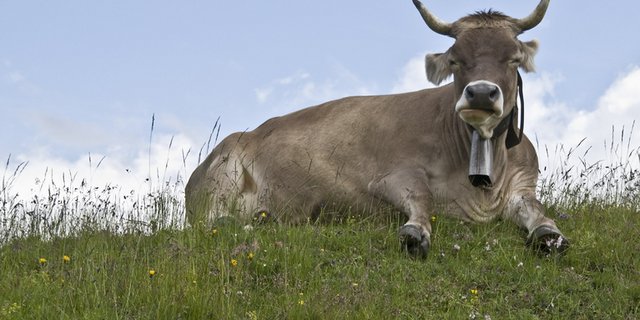  Braunvieh-Kuh mit Hörnern und Glocke. (Bild Urs Steudler/landwirtschaft.ch)
