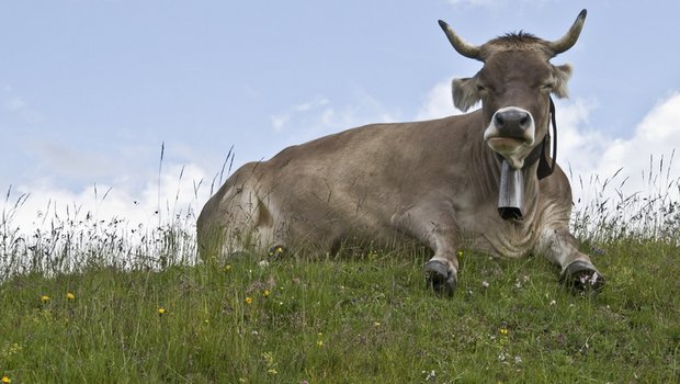  Braunvieh-Kuh mit Hörnern und Glocke. (Bild Urs Steudler/landwirtschaft.ch)