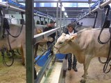 Am Melkstand in der Ausstellung melkt jeder Besitzer seine Kühe selber. 