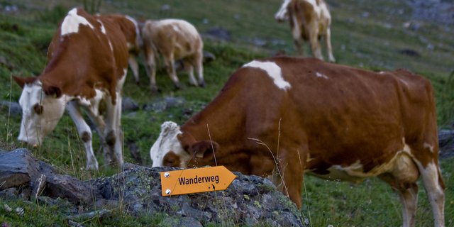 Wenn Wanderwege durch die Weide führen, ist eine ausreichende Information über das richtige Verhalten wichtig für die Unfallprävention. (Bild BUL)