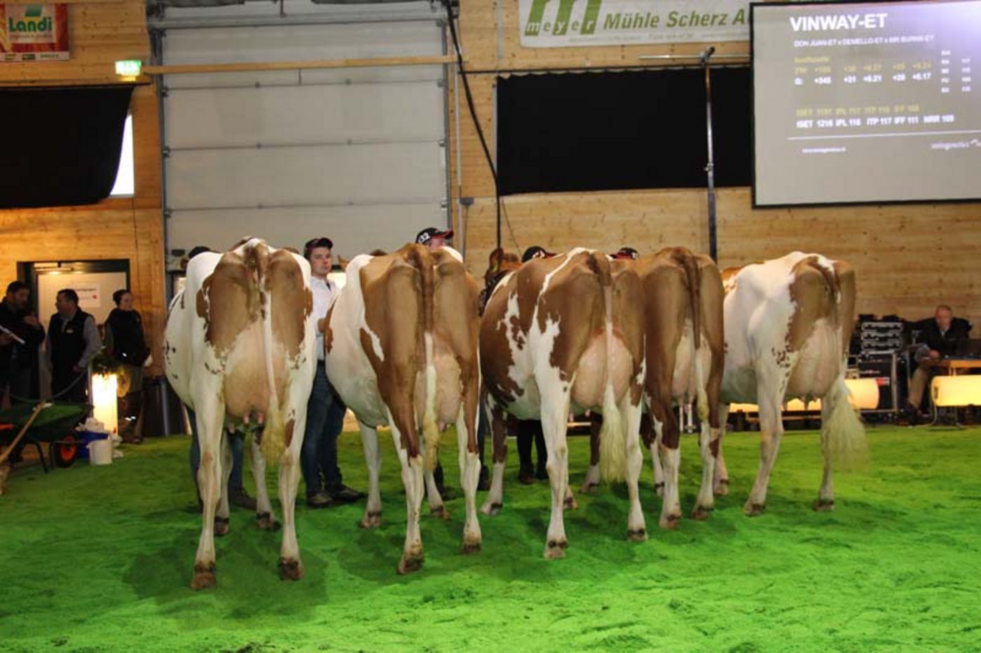 Töchter Red-Holstein-Stier Vinway-ET.