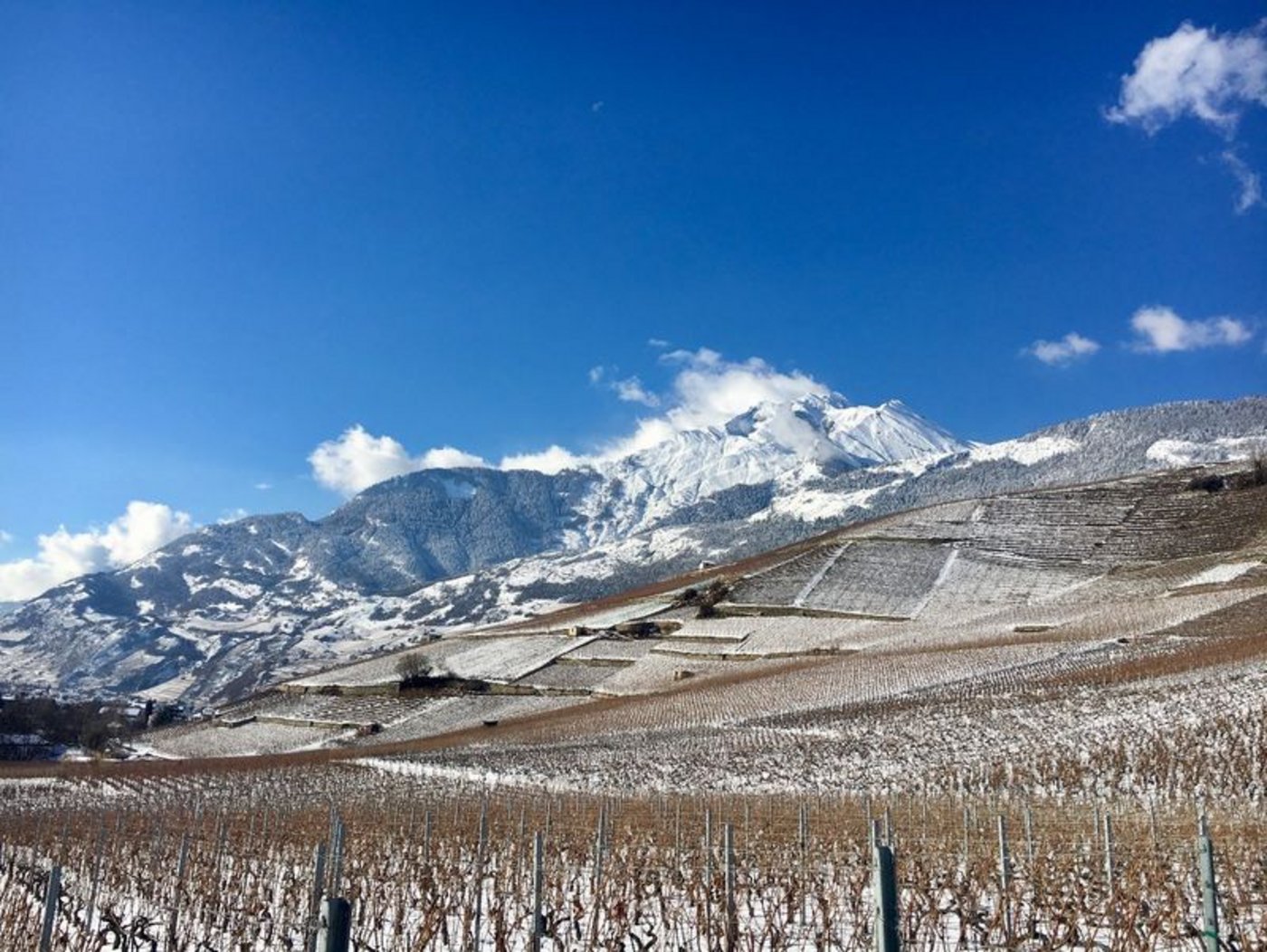 Die Weinbranche erlebte in den letzten Monaten eine wahre Achterbahnfahrt. (Bild Swiss Wine Promotion)