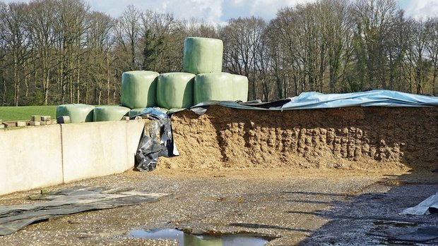 Damit es im Winter nicht zu Fehlgärungen kommt, ist eine fachgerechte Entnahme elementar. Um die Milchsäuregärung zu fördern, darf möglichst wenig Luft in die Silage eindringen. Kurz gehäckseltes Futter verdrängt Sauerstoff und ist somit vorteilhaft. 