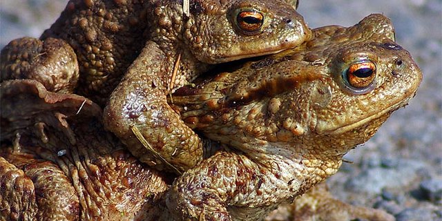 Besonders die Erdkröte ist gefährdet, da sie sich in grosser Zahl auf den Weg machen und sehr langsam voran kommen. (Bild Nabu)