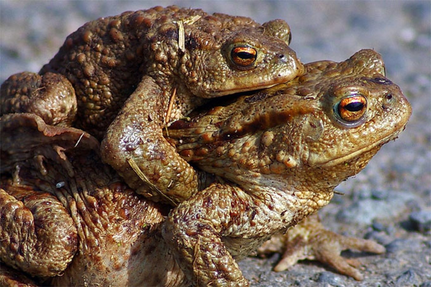 Besonders die Erdkröte ist gefährdet, da sie sich in grosser Zahl auf den Weg machen und sehr langsam voran kommen. (Bild Nabu)