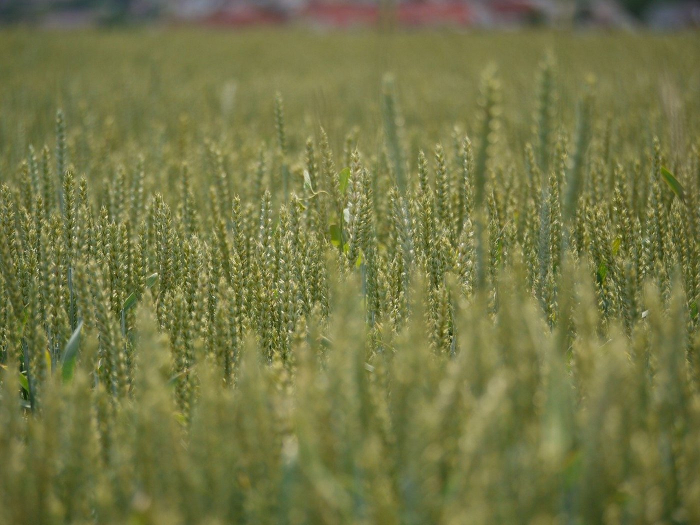 Wegen der tiefen Preise ist es oft attraktiver, Brot- statt Futterweizen anzubauen. Das erklärte Ziel wären 20'000 Hektaren. (Bild MonikaP / Pixabay)  