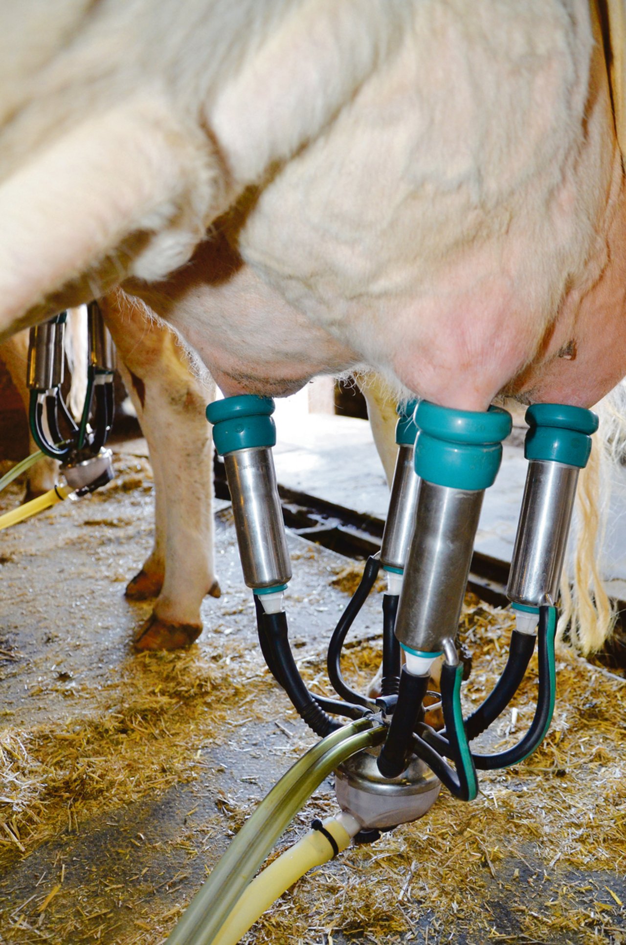 "Eine Herausforderung": NOP-Milchproduzenten dürfen in der Milchviehherde keine Antibiotika einsetzen. (Symbolbild BauZ)