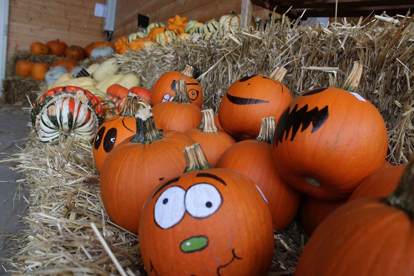 Es ist Kürbissaison: Aufgemalte Gesichter ziehen die Blicke an.
