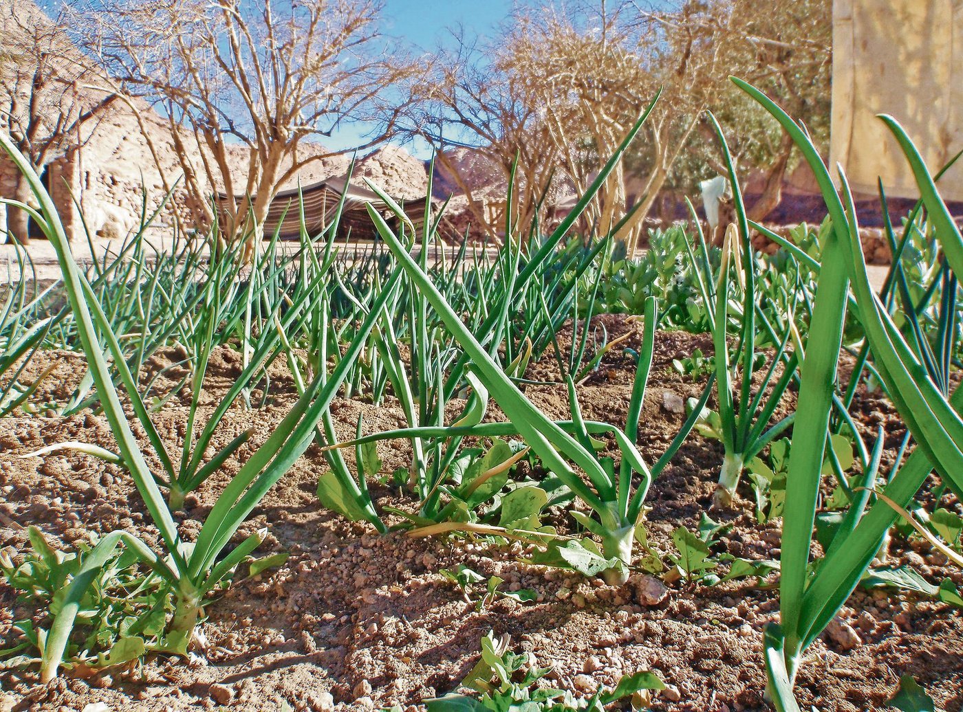 In St. Katharina gibt es auch Grundwasser, das für die Bewässerung der Gemüskulturen verwendet wird.