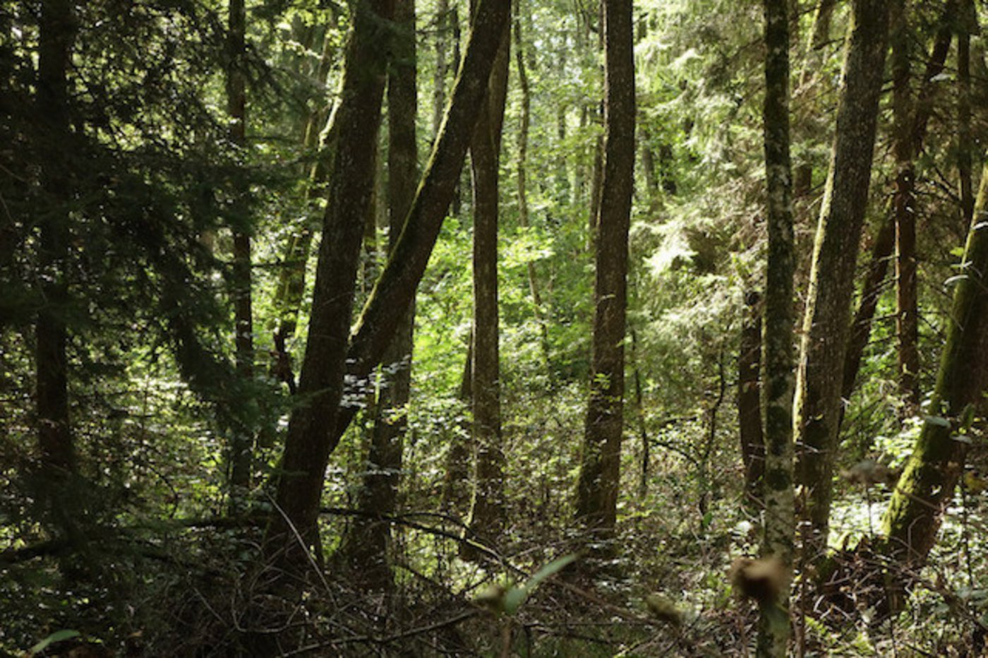 Feuerwerk kann bei Trockenheit verheerende Folgen haben. Die Situation ist im Moment kantonal und lokal unterschiedlich. (Bild Wald Schweiz)
