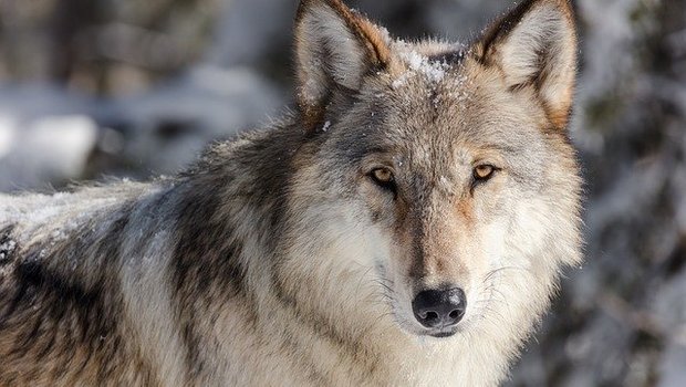 Wölfe zeigten sich vermehrt in der Nähe von Obersaxen (GR) (Symbolbild Pixabay)
