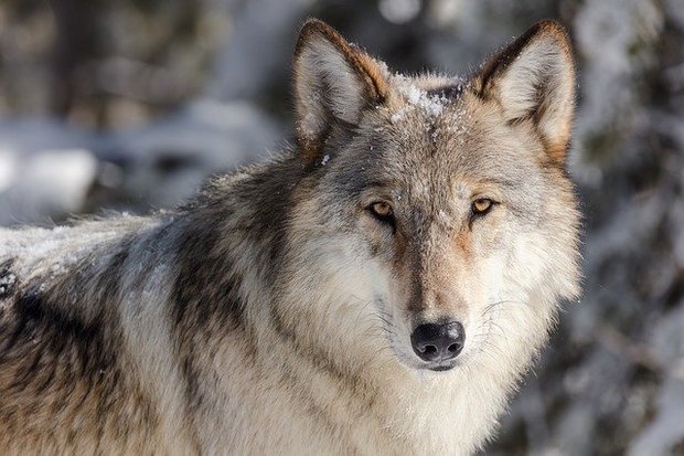 Wolf tummelt sich in Skischule: Anwohner sind beunruhigt Wölfe zeigten sich vermehrt in der Nähe von Obersaxen (GR) (Symbolbild Pixabay)
