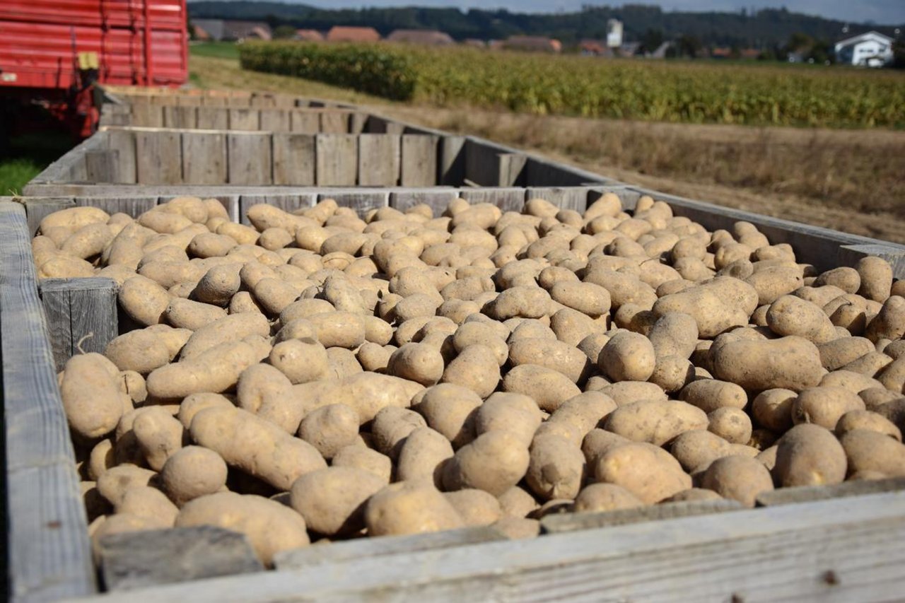 Wegen der Trockenheit sind Verarbeitungskartoffeln Mangelware in Nordwesteuropa. (Bild jba)