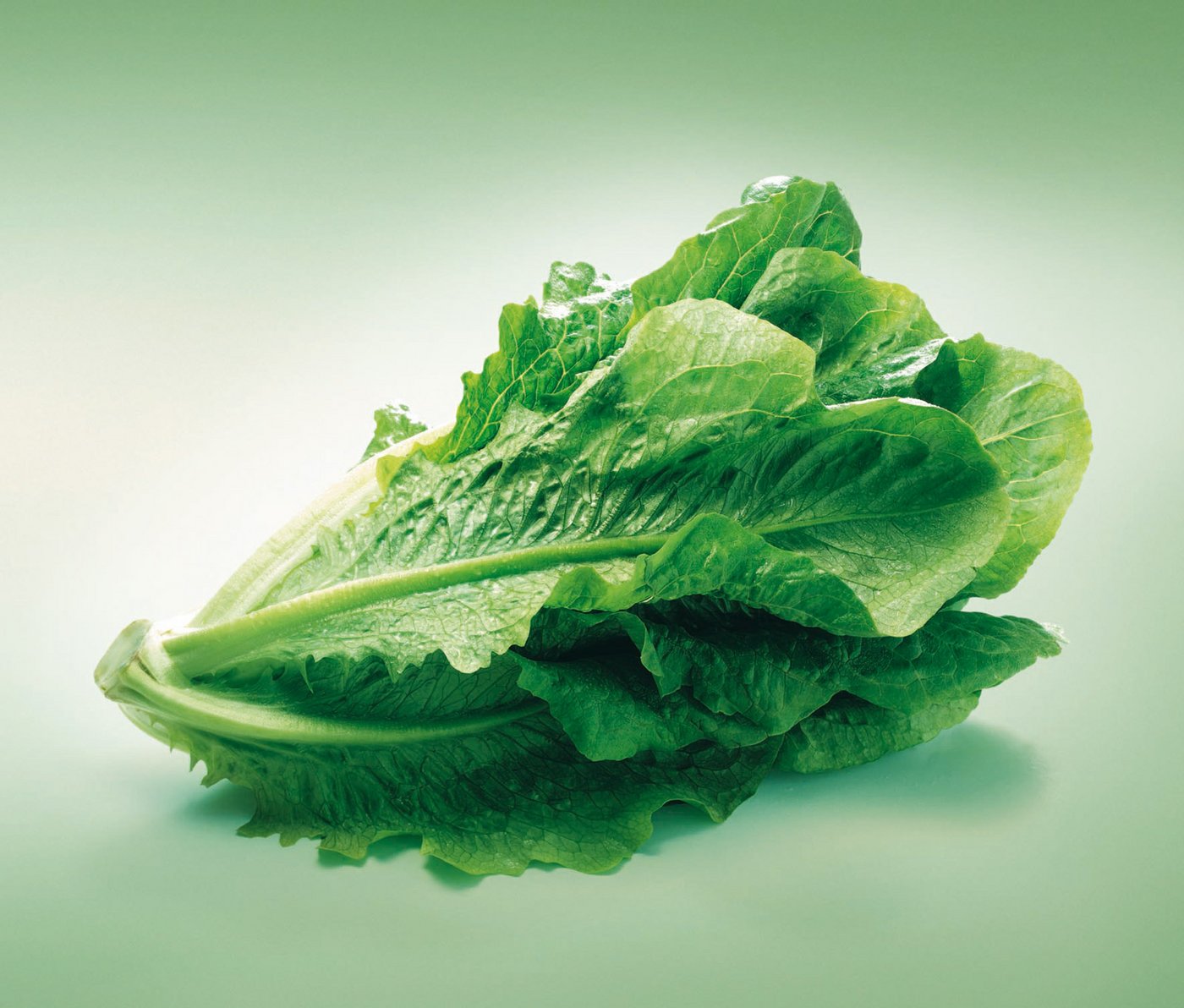 Lattich gilt als Urform der heutigen Salatsorten. (Bild: VSGP)