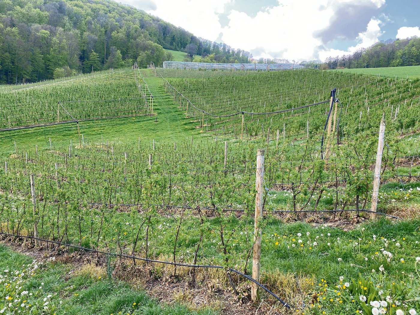 Der 29-jährige Obstfachmann baut auf zehn Hektaren Strauchbeeren und auf 16 Hektaren Industrie-kirschen an. Die Beeren werden über die Migros verkauft. 