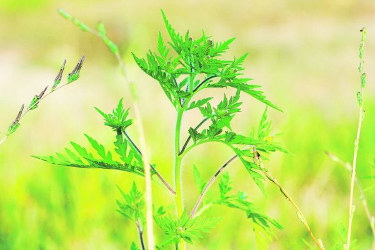 Für Ambrosia (Ambrosia artemisiifolia) gilt laut Pflanzenschutzverordnung Melde- und Bekämpfungspflicht. (Bild Pixabay)