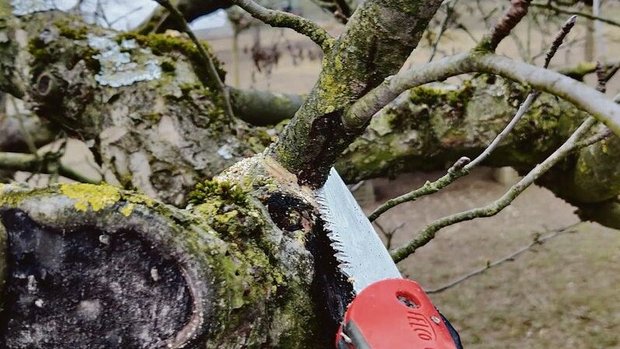 Bäume schneiden ist Bäume schneiden ist schwieriger als es aussieht. Jeder Schnitt ist mit einer Entscheidung verbunden.