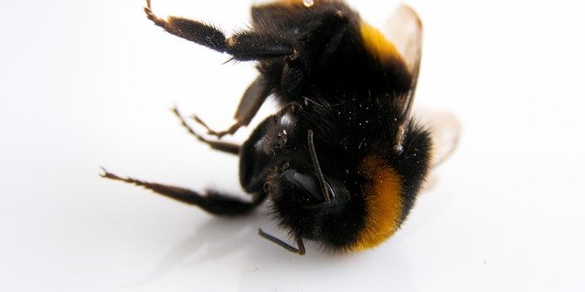 Tote Hummel, eine Meisterin der Bestäubung weniger. (Symbolbild Pixabay)