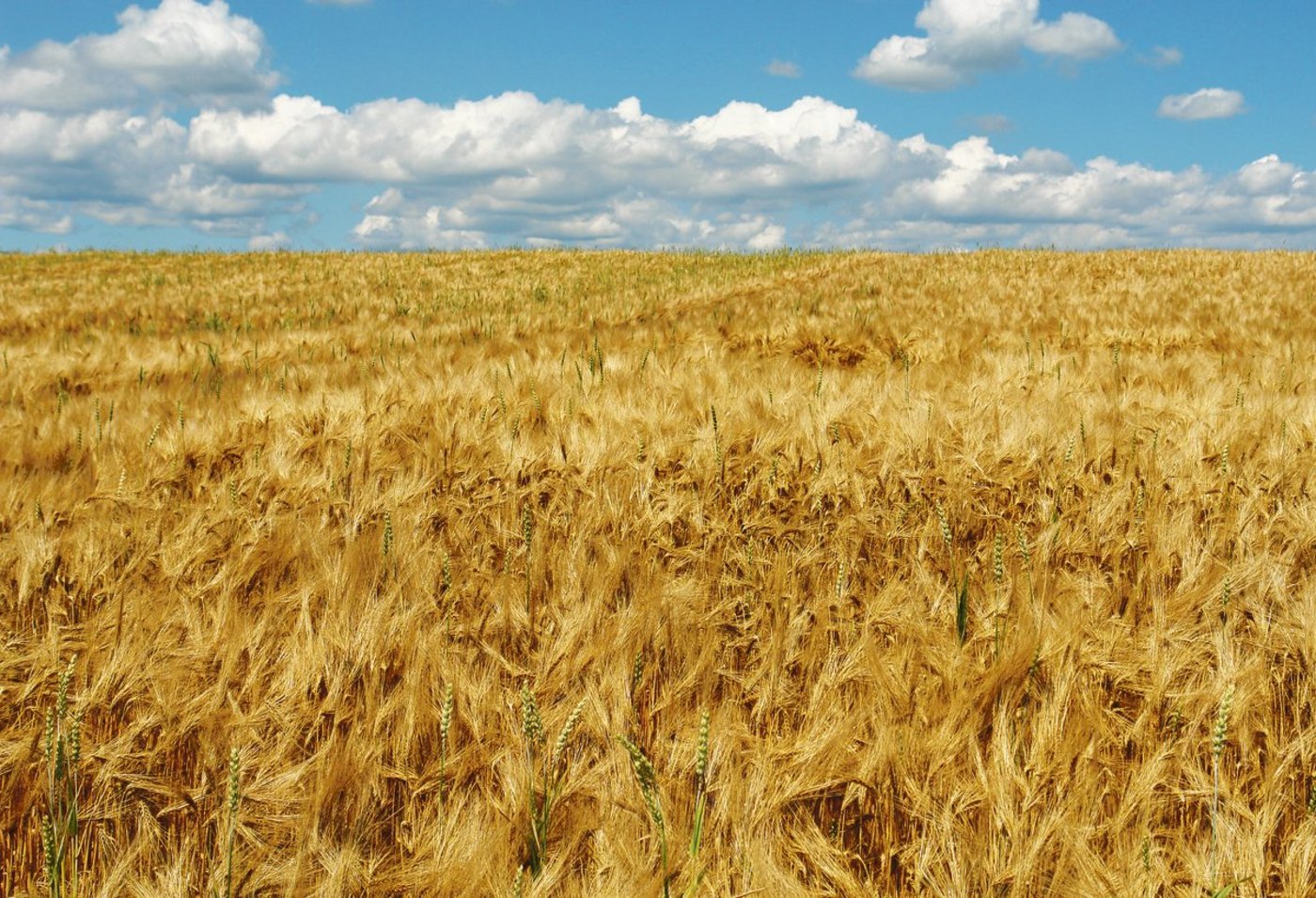 Die durchschnittlichen Erträge und Proteingehalte der Winterweizensorten liegen 2019 im ÖLN-Anbau bei 80,5 dt/ha bzw. 14,1% und bei 74 dt/ha bzw. 13,6% im Extenso-Anbau.(Bild BauZ)